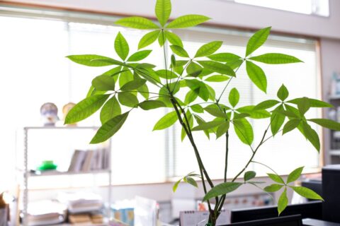 事務スタッフ：週3日～勤務OK